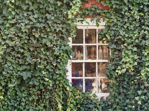 Building with ivy covered wall and window.\nOLYMPUS DIGITAL CAMERA