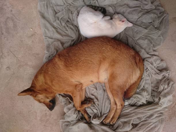 istock Dogs and cats lie facing each other. 1066750524