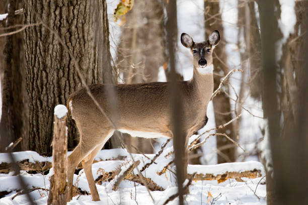 istock Adult white-tailed deer standing in a snow 1066753800