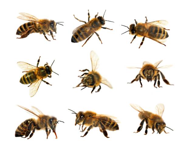 istock bee or honeybee isolated on the white background 1066764232