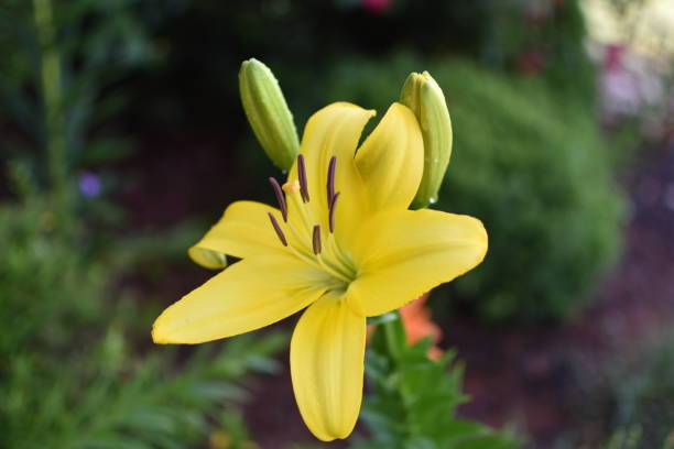 istock Yellow Day Lily in full bloom. 1066764314