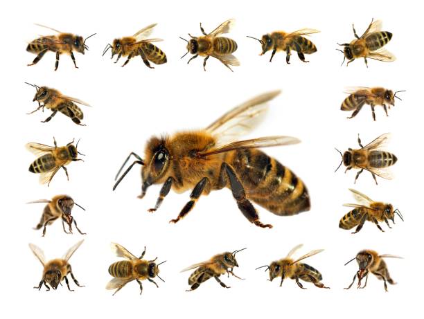 istock bee or honeybee isolated on the white background 1066764570