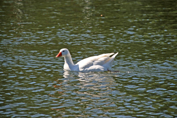 istock White Lady Duck Swimming 1066766946