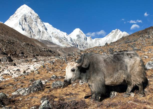 istock Yak, and mount Pumo ri - Nepal himalayas mountains 1066769544
