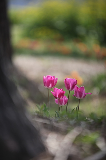 It is a tulip that waited for you to hide next to a tree in the athletic park of Changnyeong Namu, South Korea.