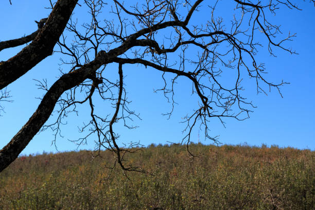 из живописных пейзажей открывается вид на горы блу-ридж - blue ridge mountians стоковые фото и изображения