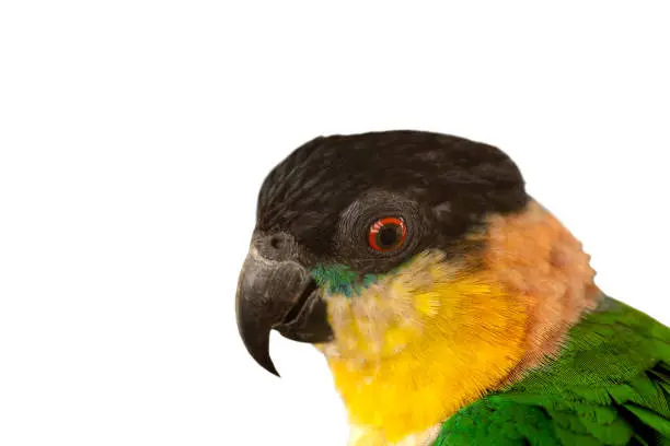 Blackhead Caique Parrot isolated on white background