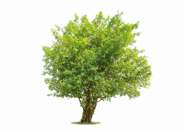 istock Tree isolated on white background. Beautiful and robust trees are growing in the forest, garden or park. 1066777550