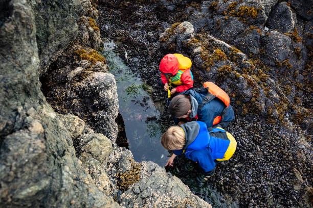 Tide pools Family looking in tide pool. tidal pool stock pictures, royalty-free photos & images