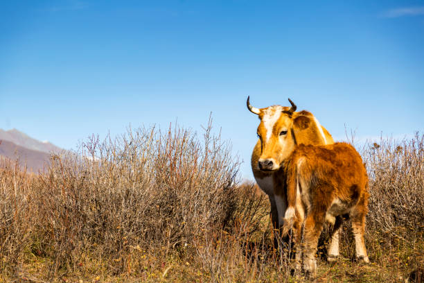 istock The cow eating grass,xinjiang,china 1066785236