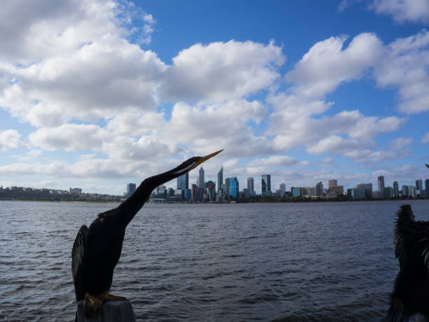 スワン川の上の休息を取って鳥 - wildlife australia wing cityscape ストックフォトと画像