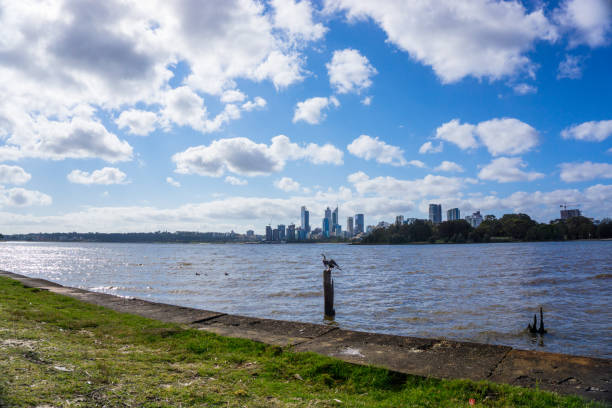 スワン川の上の休息を取って鳥 - wildlife australia wing cityscape ストックフォトと画像