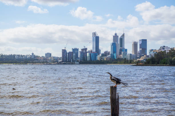 スワン川の上の休息を取って鳥 - wildlife australia wing cityscape ストックフォトと画像