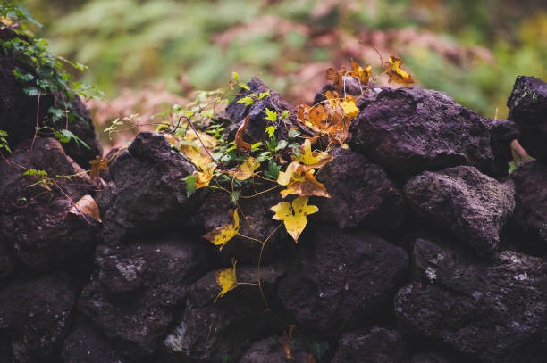 Boston Ivy, Virginia creeper on Black stone fence, Jeju Island Korea