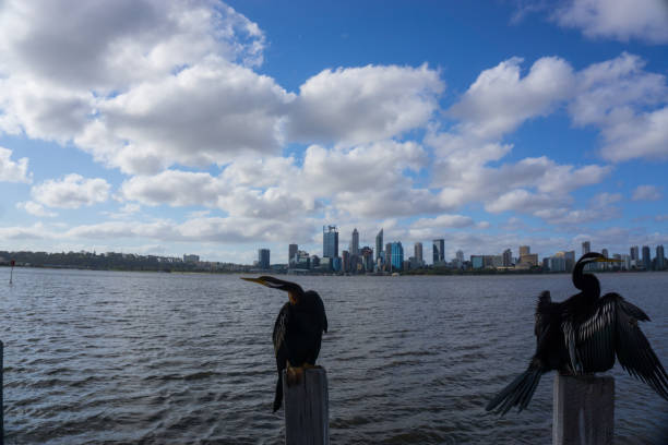 スワン川の上の休息を取って鳥 - wildlife australia wing cityscape ストックフォトと画像