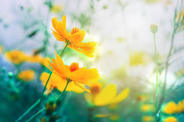 красивое желтое цветочное поле, цветущее в мягком винтажном тоне - flower head sky daisy flower стоковые фото и изображения