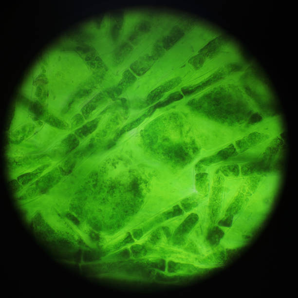 muschio verde al microscopio - bacterium virus magnifying glass green foto e immagini stock