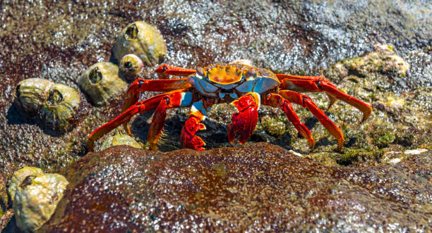 istock Sally Lightfoot Crab, Galapagos, Ecuador 1066804160
