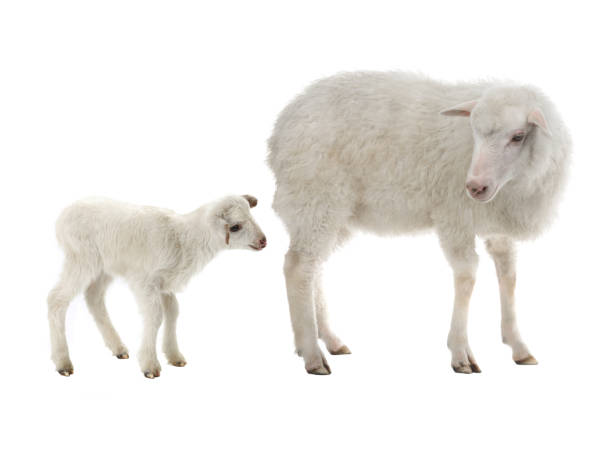 istock baby sheep and female sheep on a white 1066809368