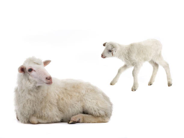 istock baby sheep and female sheep on a white 1066809370