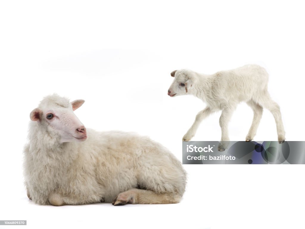 Cừu Con Và Cừu Cái Trên Một Con Cừu Trắng Hình ảnh Sẵn có - Tải ...