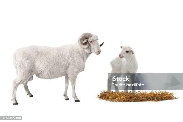 Baby Sheep And Male Sheep On A White Stock Photo - Download Image Now - Ram - Animal, Agriculture, Animal - iStock Baby Sheep And Male Sheep On A White Stock Photo - Download Image Now - Ram - Animal, Agriculture, Animal - iStock