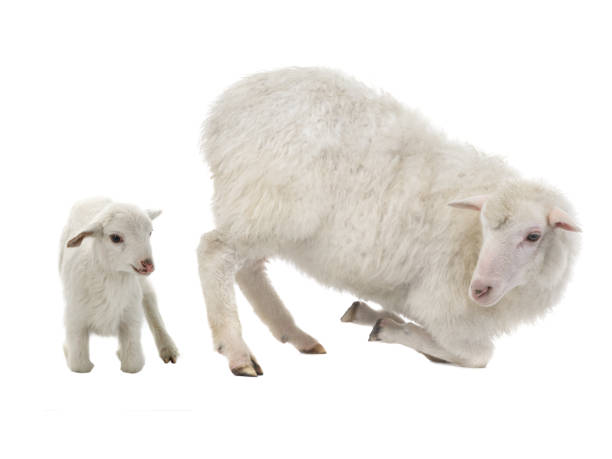 istock baby sheep and female sheep on a white 1066809410