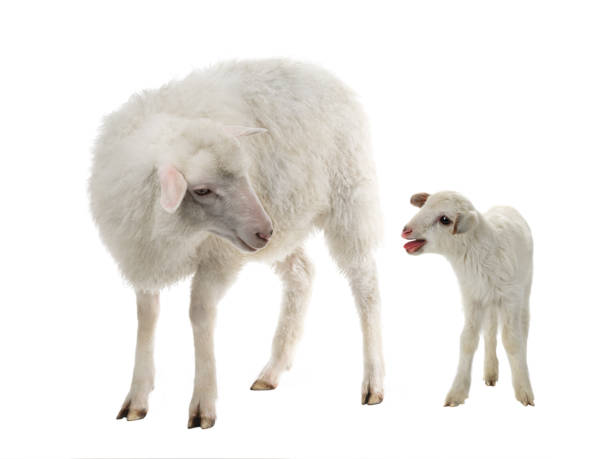 istock baby sheep and female sheep on a white 1066809412