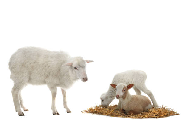 istock baby sheep and female sheep on a white 1066809416