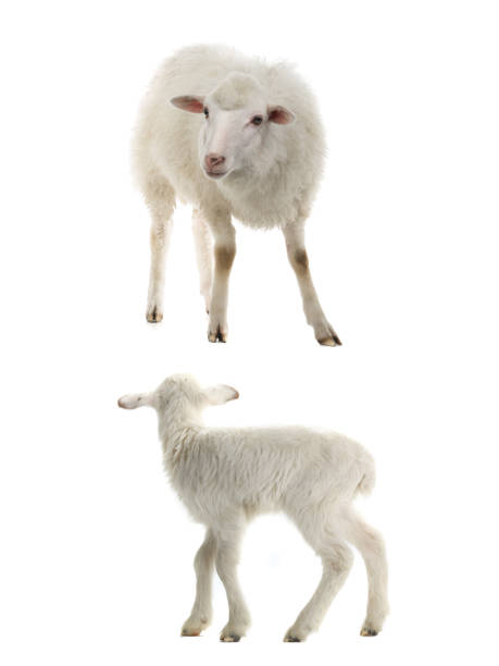 istock baby sheep and female sheep on a white 1066809420