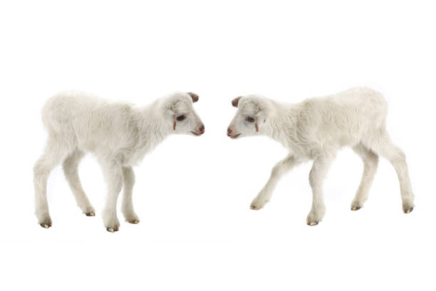 istock two baby sheep on a white 1066811382