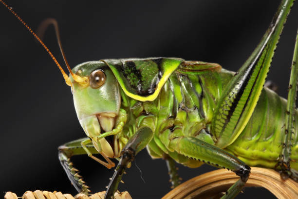 istock Grasshopper on a basket in black background 1066814594
