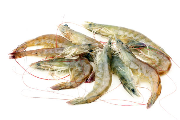 istock Fresh vannamei shrimp on white background 1066815030