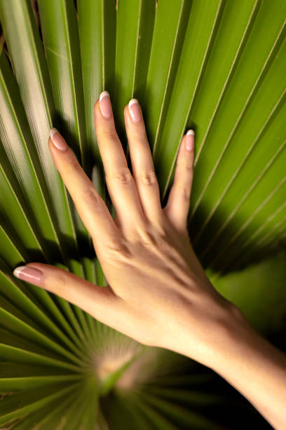 istock two beautiful form, woman hand and Palm Leaf 1066815216