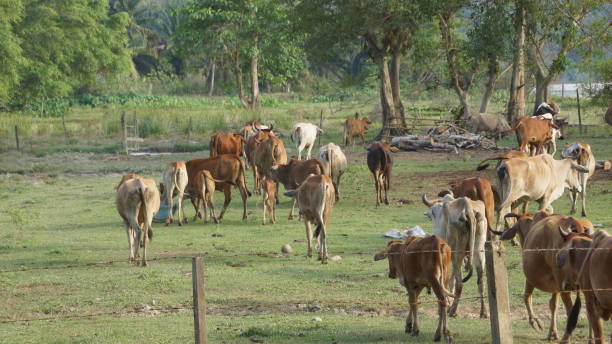 istock herd of cows grazing in field 1066815578