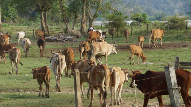istock herd of cows grazing in field 1066815586