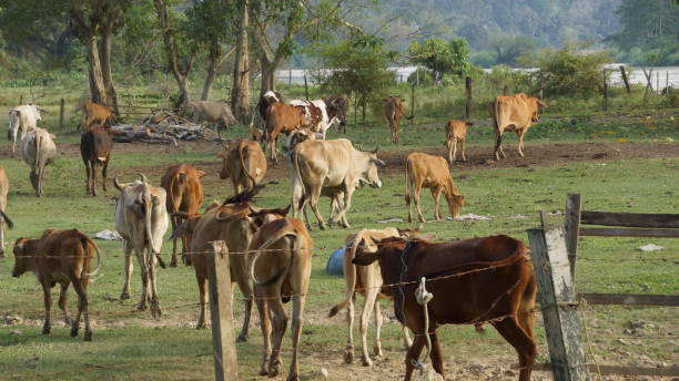 istock herd of cows grazing in field 1066815672