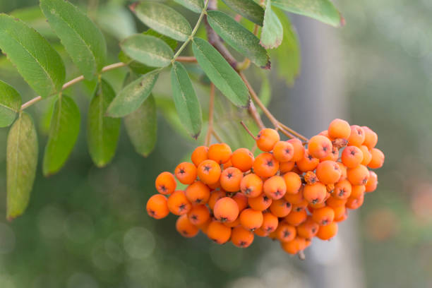 istock A banches of autumnal rowan berries. Macro blur background 1066817798