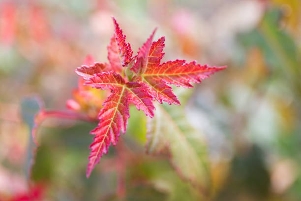 istock Red maple leaves. Autumn close up blur background. 1066818036