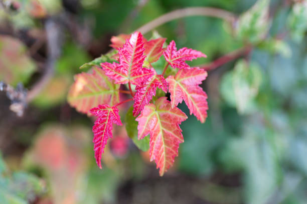 istock Red maple leaves. Autumn close up blur background. 1066818056