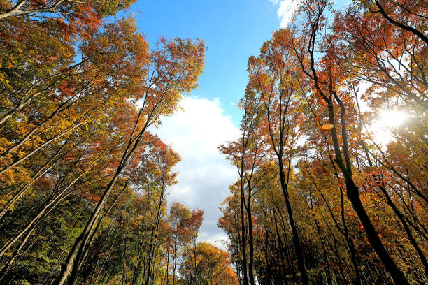 istock a beautiful view of autumn foliage 1066823148