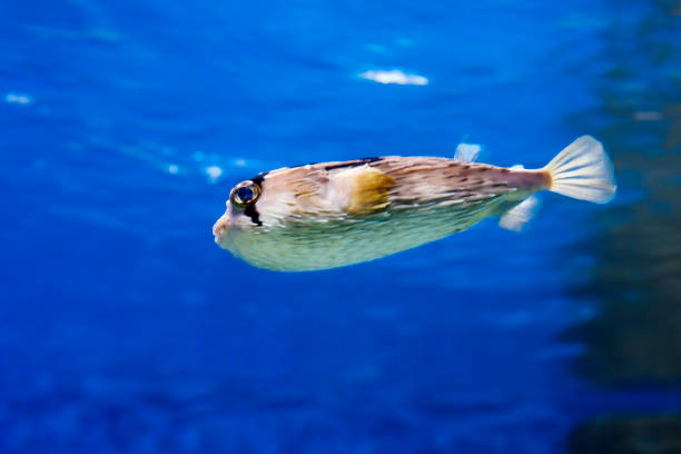 pesce. istrice a colonna lunga. - porcupinefish foto e immagini stock