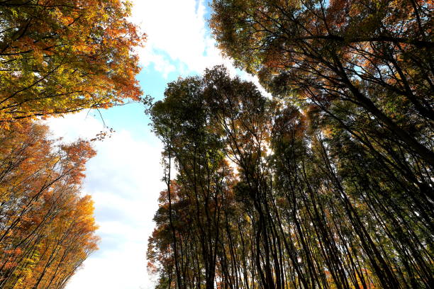 istock a beautiful view of autumn foliage 1066823262