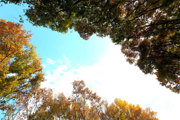a glorious autumn foliage