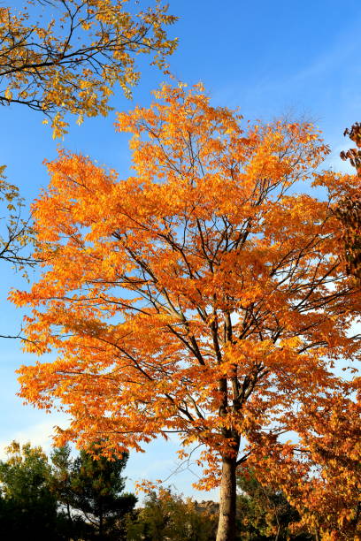 istock a beautiful view of autumn foliage 1066823760
