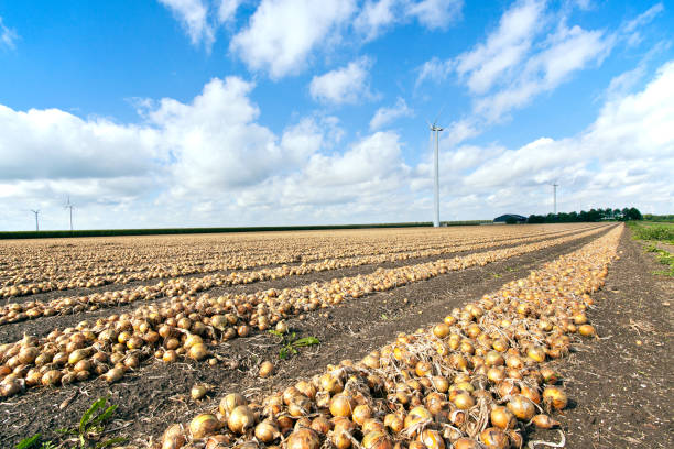 Harvested Onions Rows of harvested onions and wind turbines in a flat Dutch landscape. biddinghuizen stock pictures, royalty-free photos & images