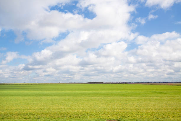 Flat Polder Landscape Flat and vibrant green summer polder landscape in The Netherlands. Shot against a blue clouded sky. biddinghuizen stock pictures, royalty-free photos & images