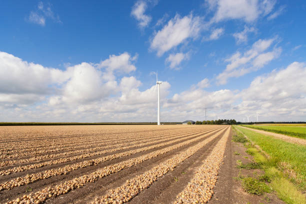 Harvested Onions Rows of harvested onions and wind turbines in a flat Dutch landscape. biddinghuizen stock pictures, royalty-free photos & images