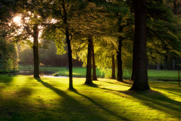 istock Sunset in an English Landscape Park 1066828856