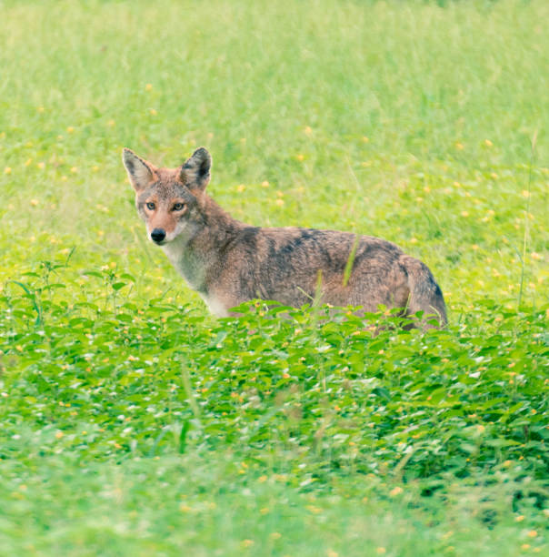 istock Coyote in the grass 1066828880